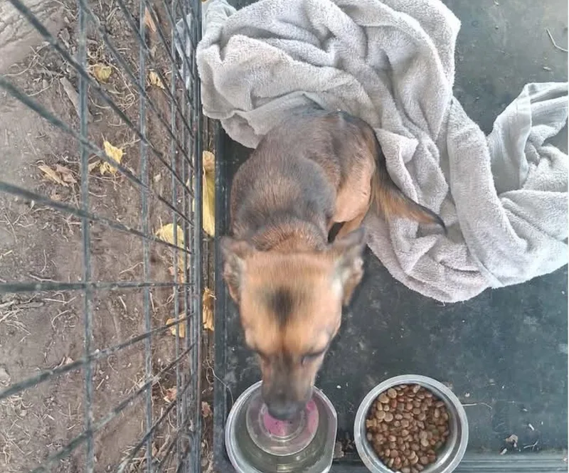 A young small-sized male Chihuahua dog named Nacho for adoption in Grafton, WI