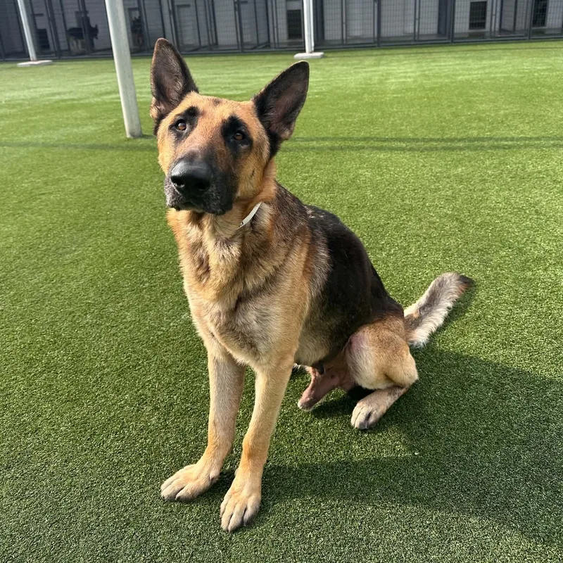 A young large-sized male German Shepherd Dog dog named Hunter Gs for adoption in Allen, TX