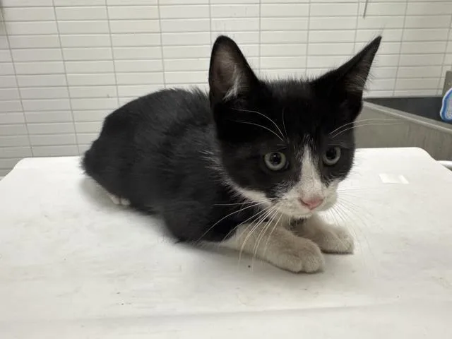 A baby small-sized female Domestic Short Hair cat named Sansa for adoption in Los Angeles, CA