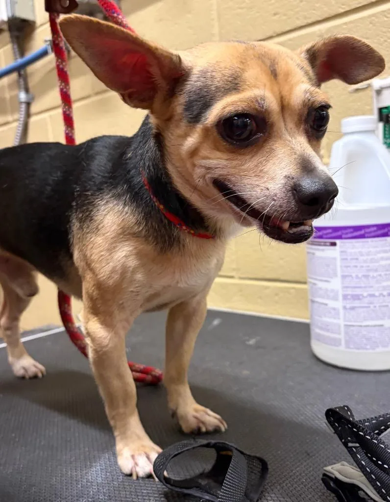 An adult medium-sized male Chihuahua dog named Terry for adoption in Douglasville, GA