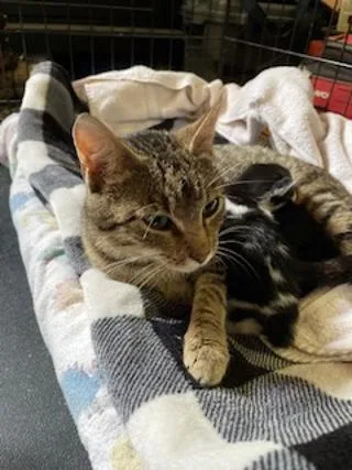 An adult medium-sized female Tabby (Brown / Chocolate) Tabby cat named Estelle for adoption in Stanton, KY