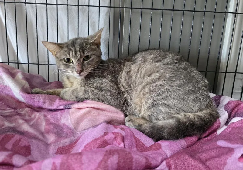 An adult large-sized female Domestic Short Hair cat named Sage for adoption in Dickson, TN