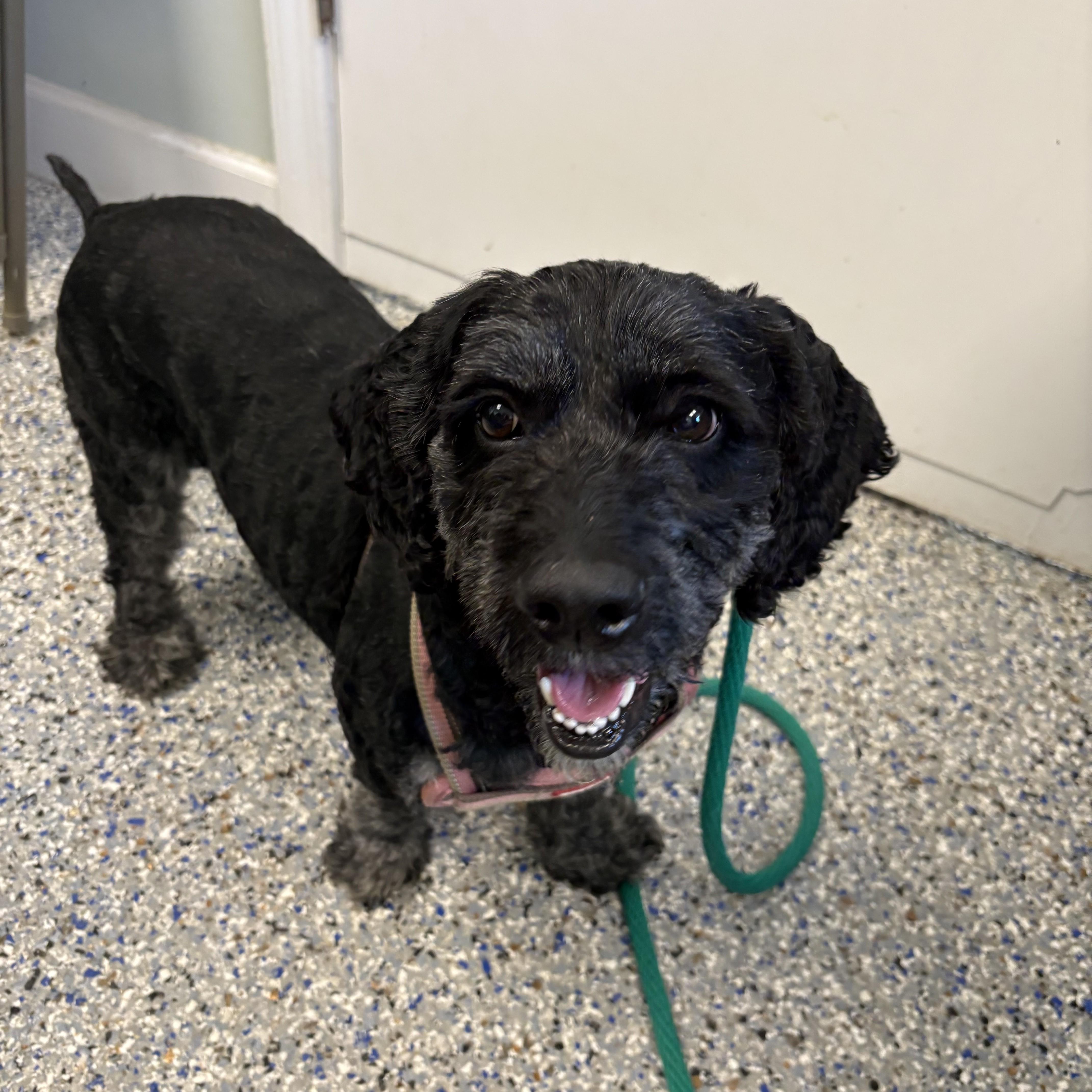 An adult medium-sized male Black Poodle dog named Pickles for adoption in Phoenixville, PA