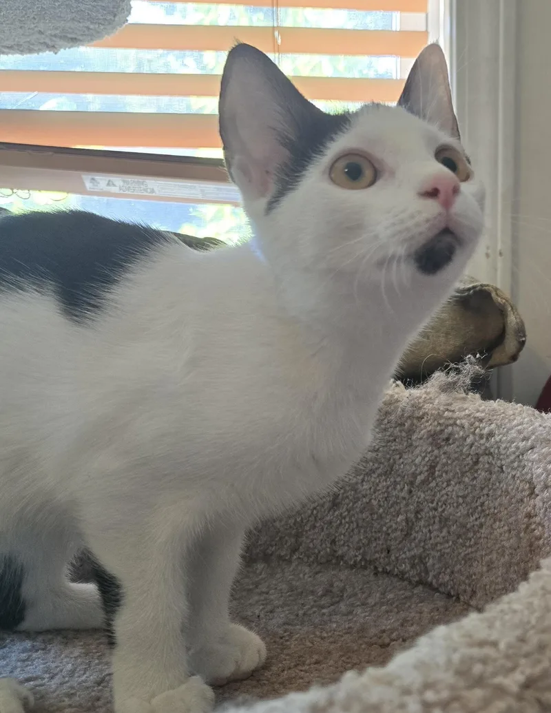 A baby medium-sized female Black & White / Tuxedo Domestic Short Hair cat named Penny for adoption in Mayfield, NY