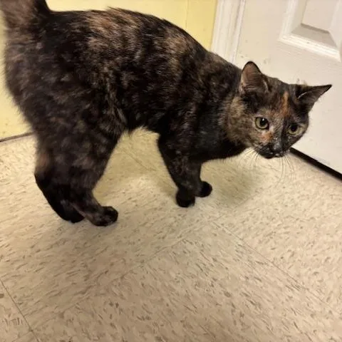 An adult medium-sized female Tortoiseshell Domestic Short Hair cat named Freckles A Petite Sweetheart for adoption in Braintree, MA
