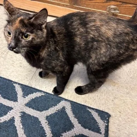 Freckles A Petite Sweetheart thumbnail 6