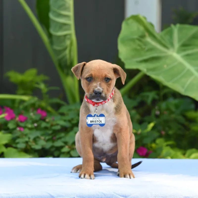 A baby small-sized male Shepherd dog named Bristol for adoption in Wake Forest, NC