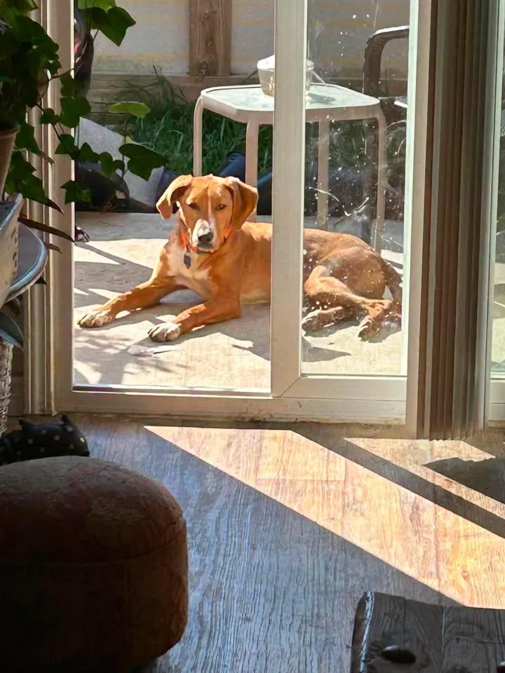 An adult medium-sized male Brown / Chocolate Labrador Retriever dog named Alvin for adoption in Winnie, TX