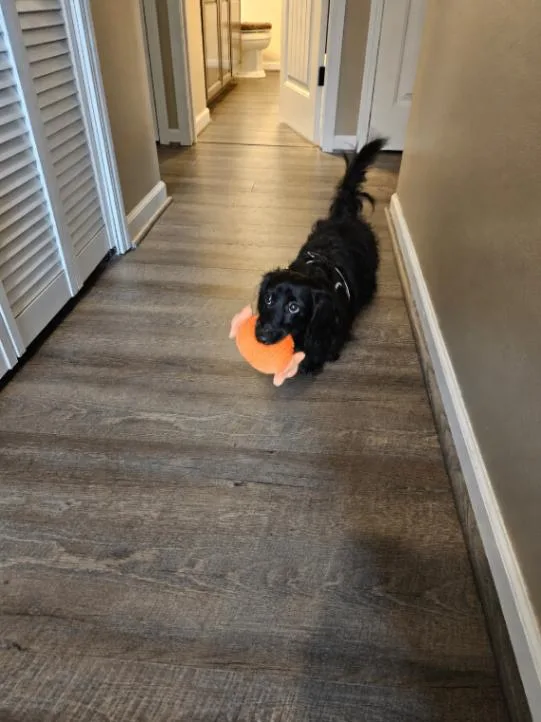 An adult small-sized male Dachshund dog named Oscar for adoption in Seattle, WA