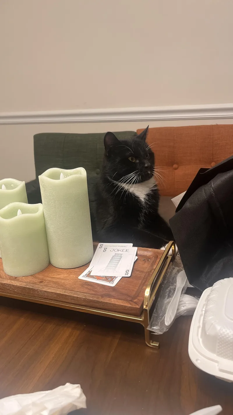 A young medium-sized male Black & White / Tuxedo American Shorthair cat named Pablo for adoption in Galloway, NJ
