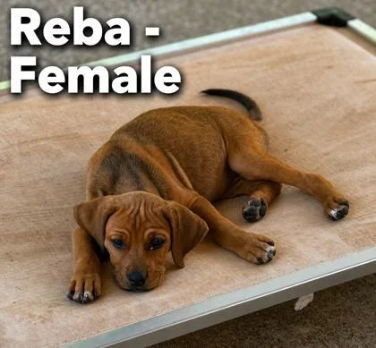 A baby large-sized female Rottweiler dog named Reba for adoption in Morton Grove, IL