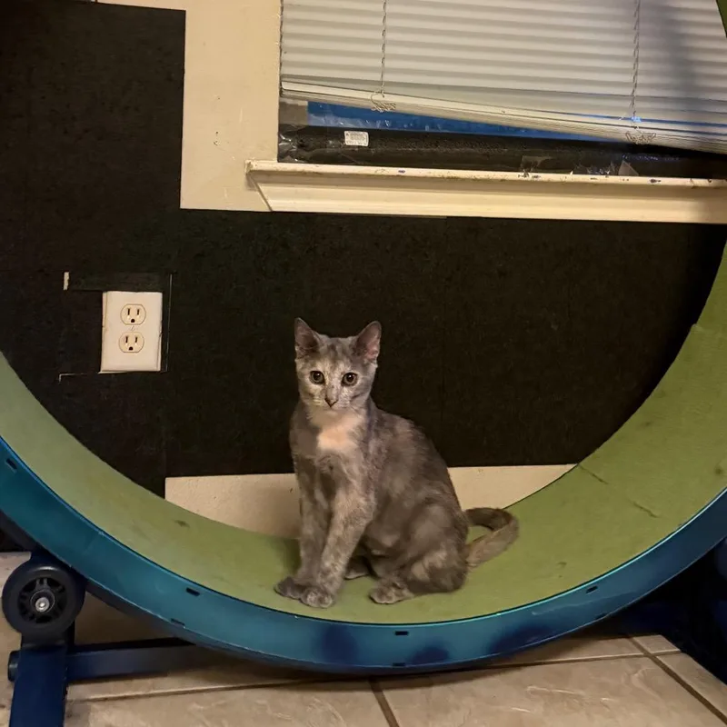 A baby small-sized female Gray / Blue / Silver Domestic Short Hair cat named Fable for adoption in Austin, TX