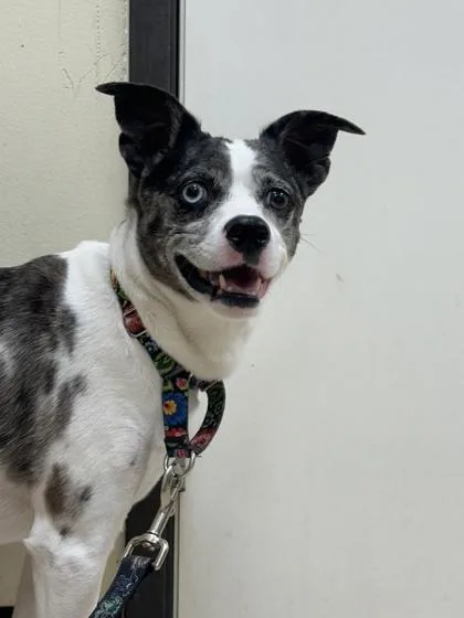 An adult medium-sized female Parson Russell Terrier dog named Stella Blue for adoption in Burlington, WA