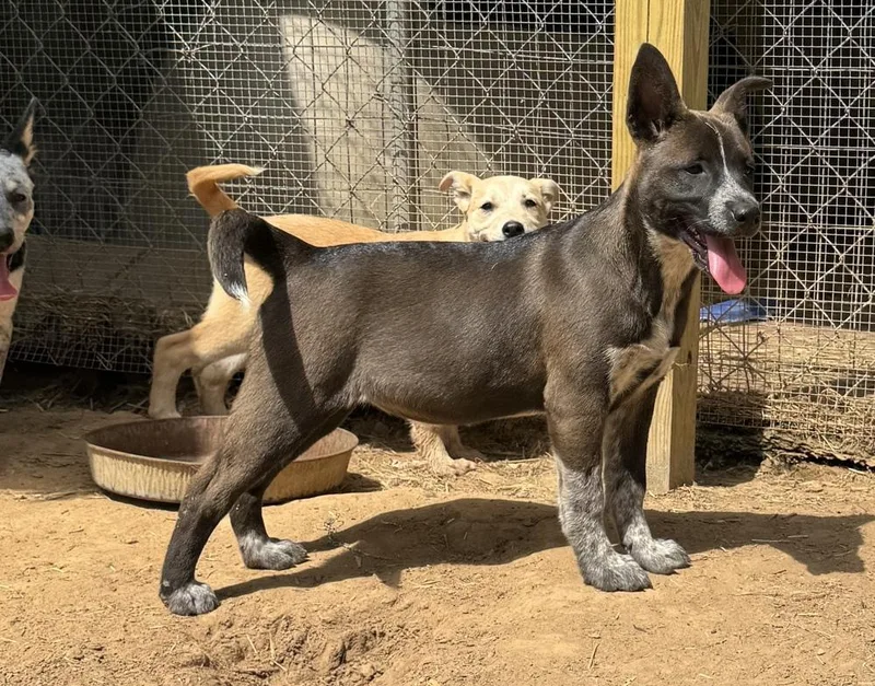 Brandi  Holly’s Litter