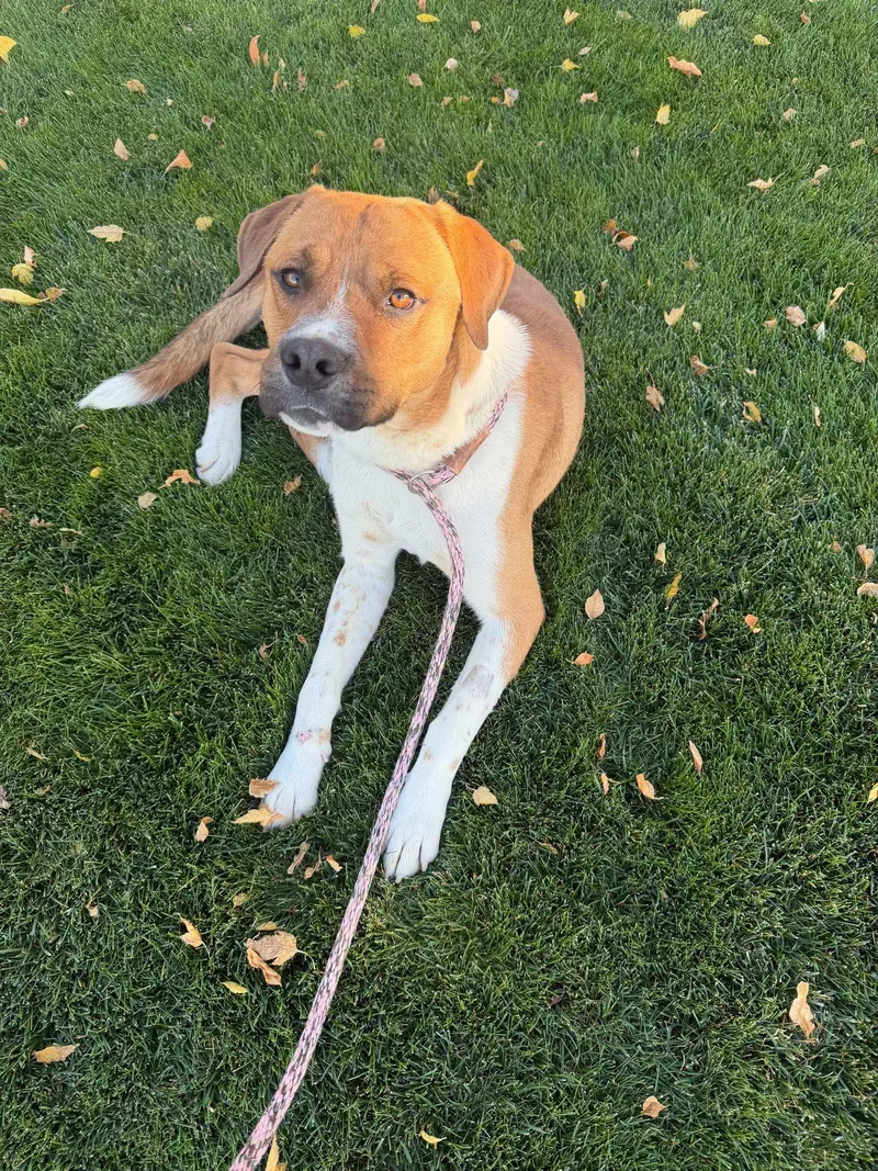 A young medium-sized male Yellow / Tan / Blond / Fawn Australian Cattle Dog / Blue Heeler named Scooby Doo for adoption in Gardnerville, NV