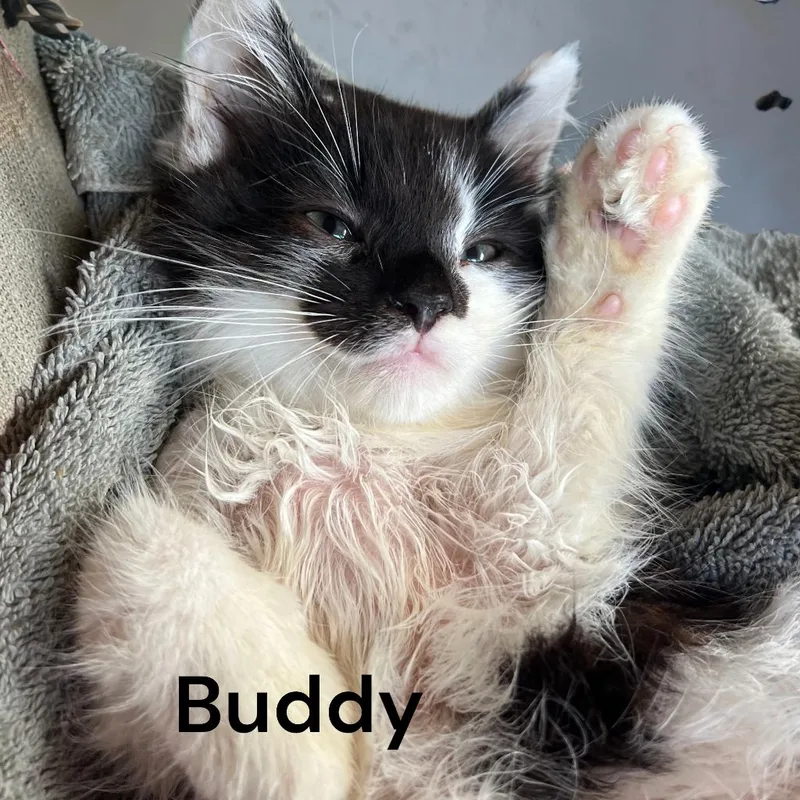 A baby medium-sized male Black & White / Tuxedo Domestic Medium Hair cat named Buddy for adoption in Weems, VA