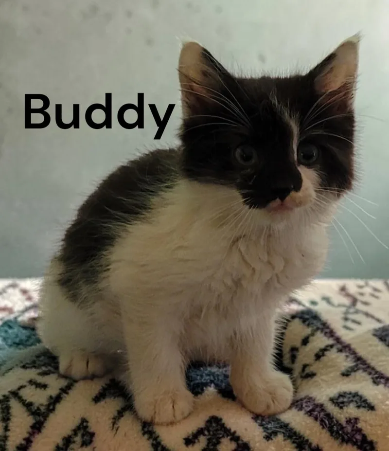 Buddy thumbnail 2