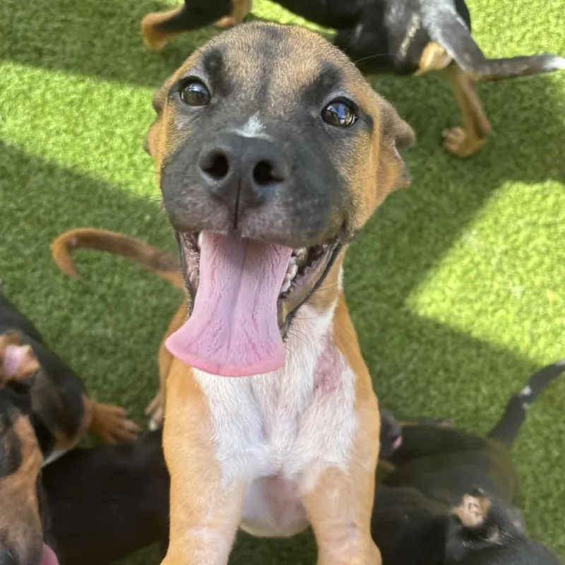 A baby small-sized male Brown / Chocolate Mixed Breed dog named Anchor for adoption in LOXAHATCHEE, FL