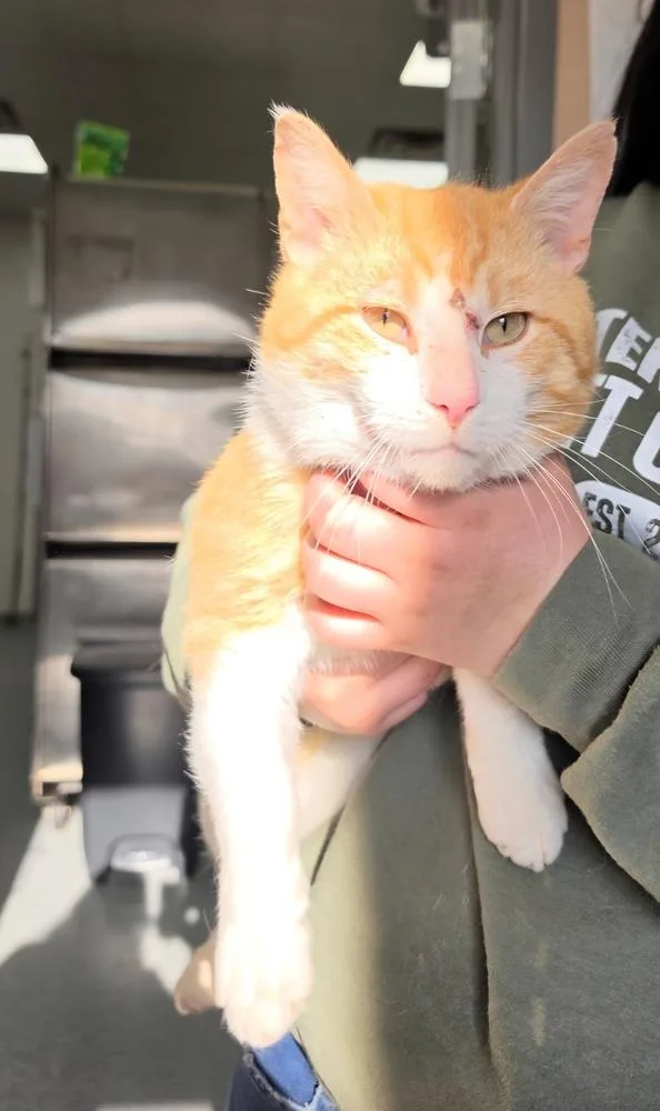 An adult large-sized male Orange & White Domestic Short Hair cat named Jamieq for adoption in Metamora, IL