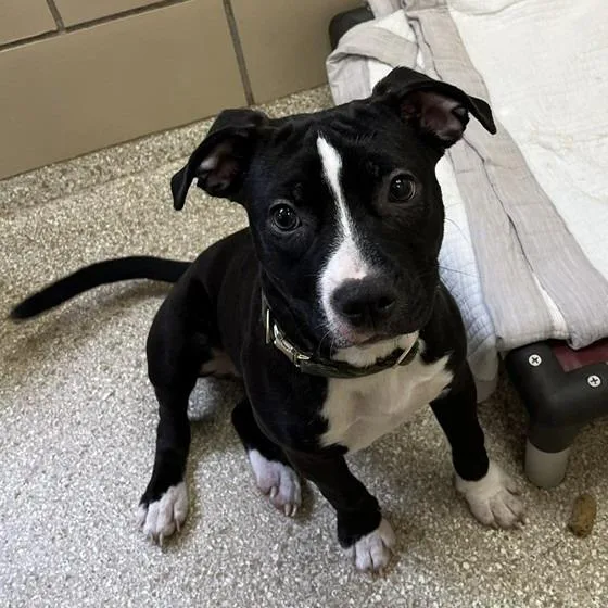 A young medium-sized female Black American Staffordshire Terrier dog named Tiny for adoption in Perkiomenville, PA