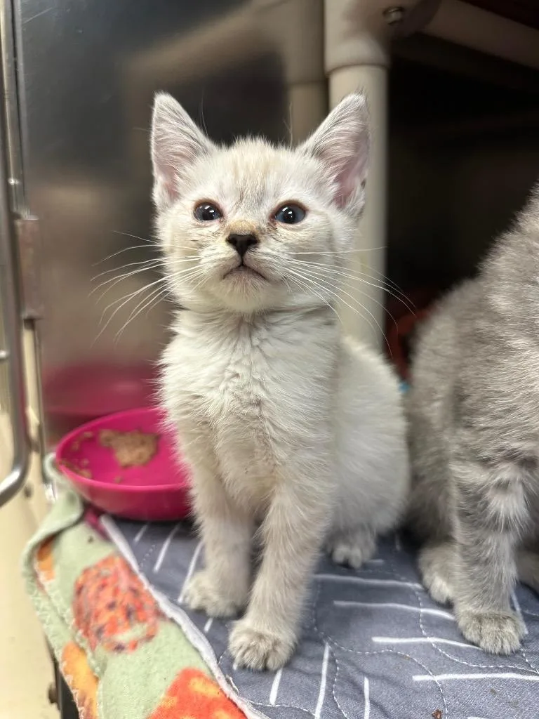 A baby medium-sized female Siamese cat named Lil Whitney for adoption in Johnson City, TN