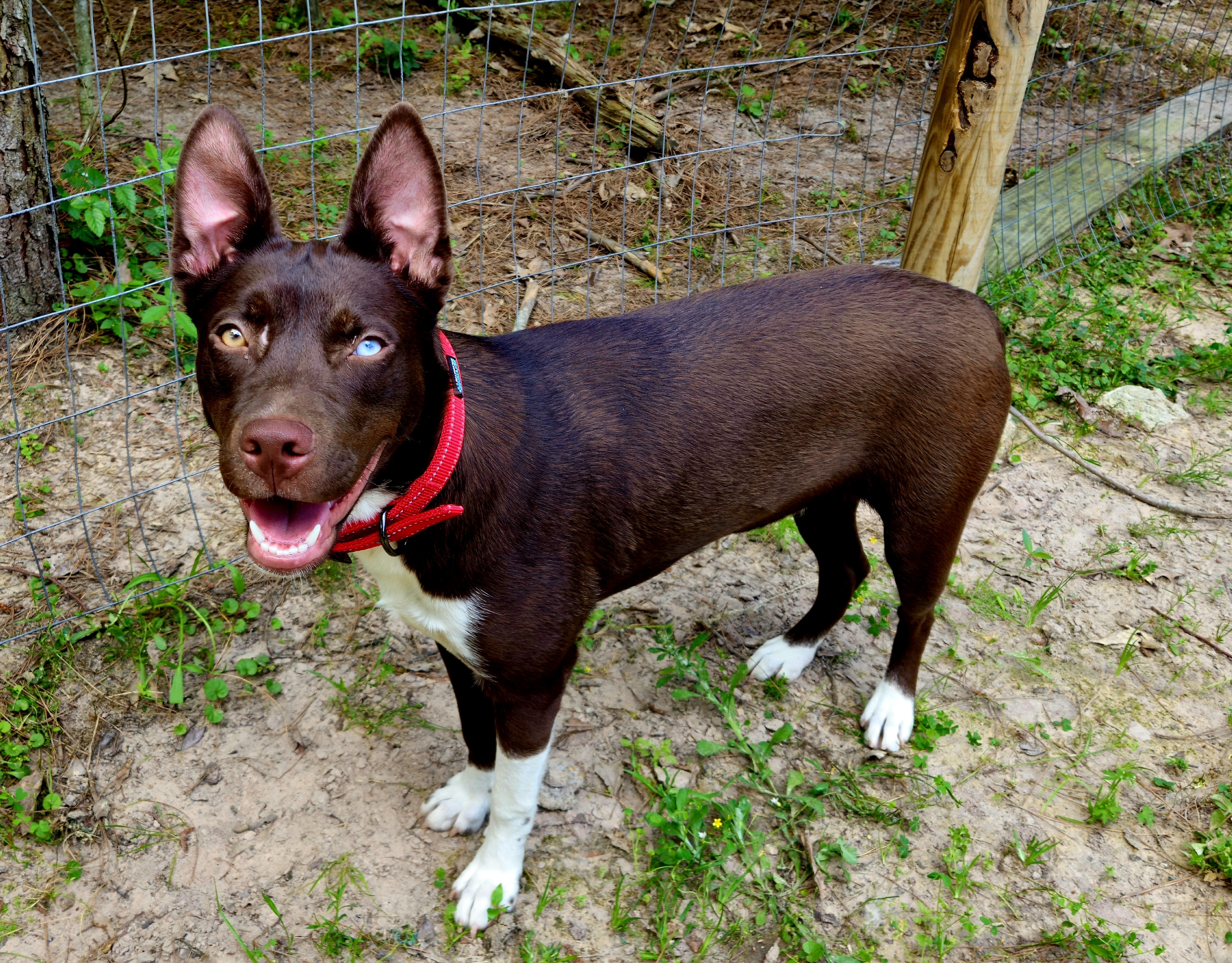 Piper  Ia thumbnail 2