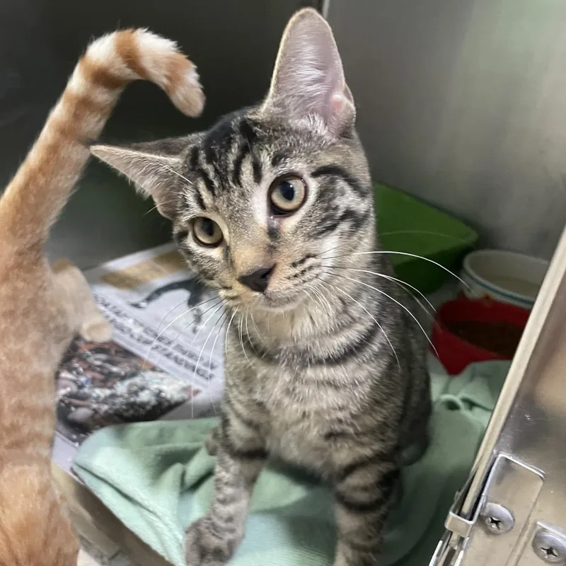 A baby small-sized male Brown / Chocolate Domestic Short Hair cat named Chase for adoption in Newport, NC