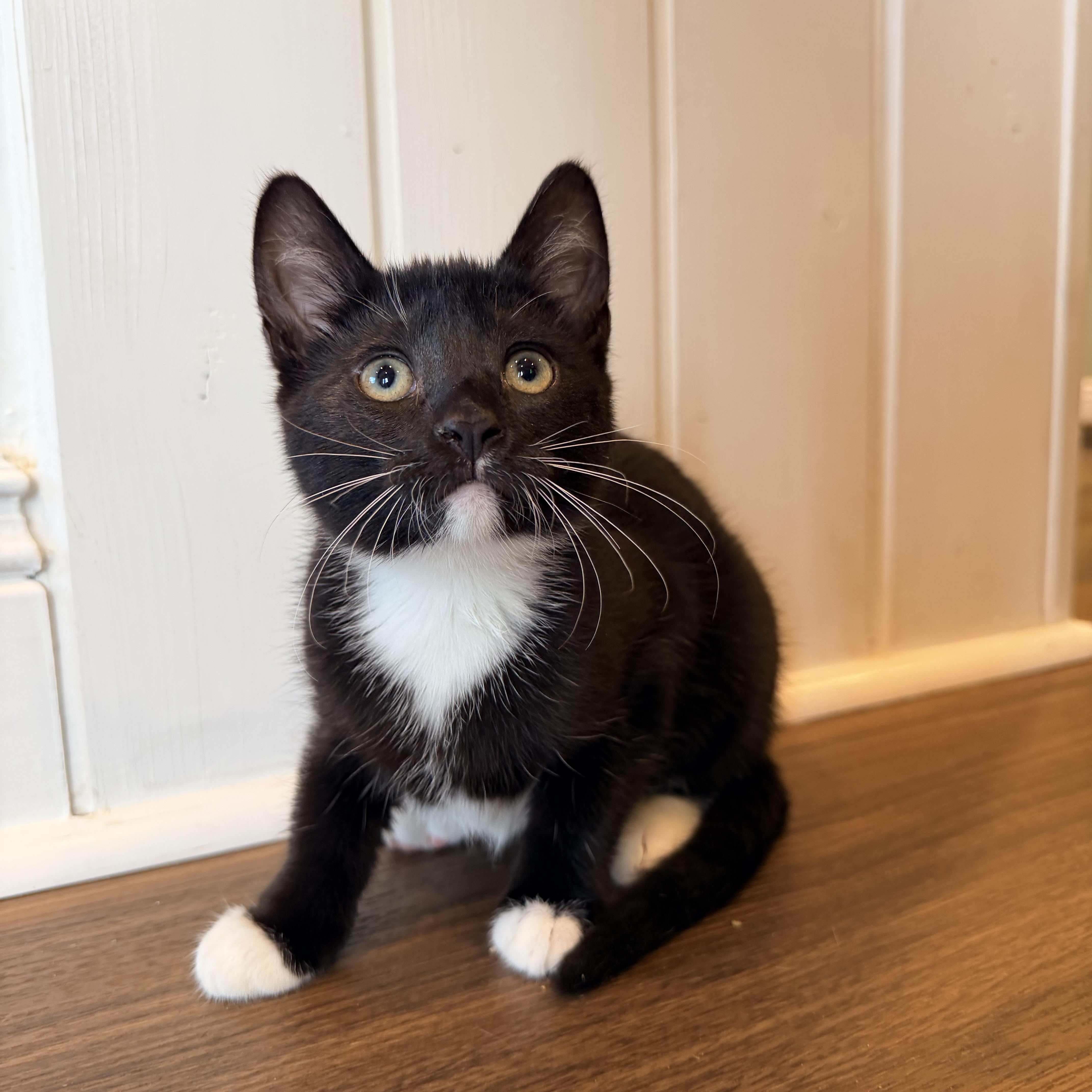 A baby small-sized female Black & White / Tuxedo Domestic Short Hair cat named Tia for adoption in Bellmawr, NJ
