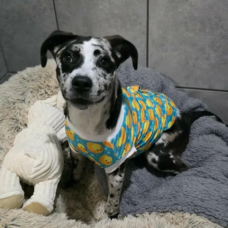 A baby small-sized female Gray / Blue / Silver Mixed Breed dog named Rope for adoption in Jackson, MO