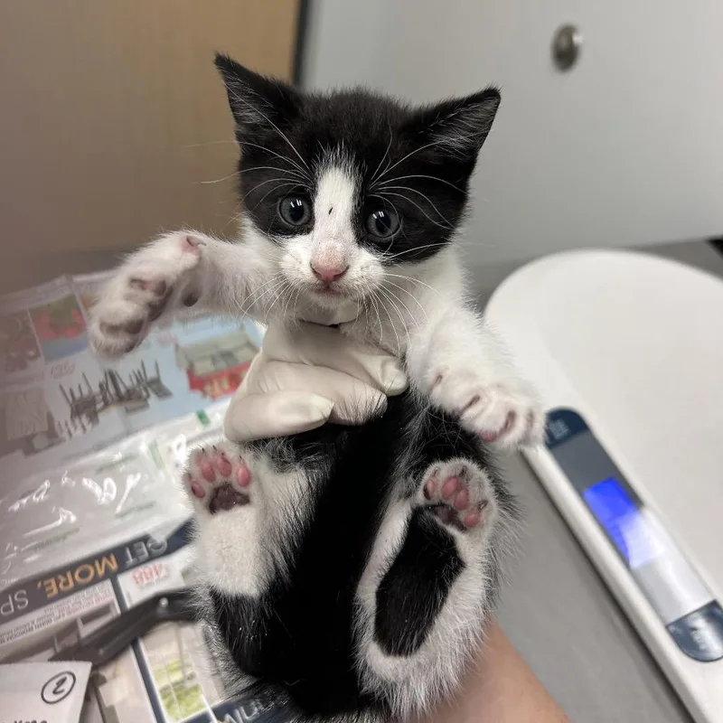 A baby small-sized male Black Domestic Short Hair cat named Green Bean for adoption in Jacksonville, FL