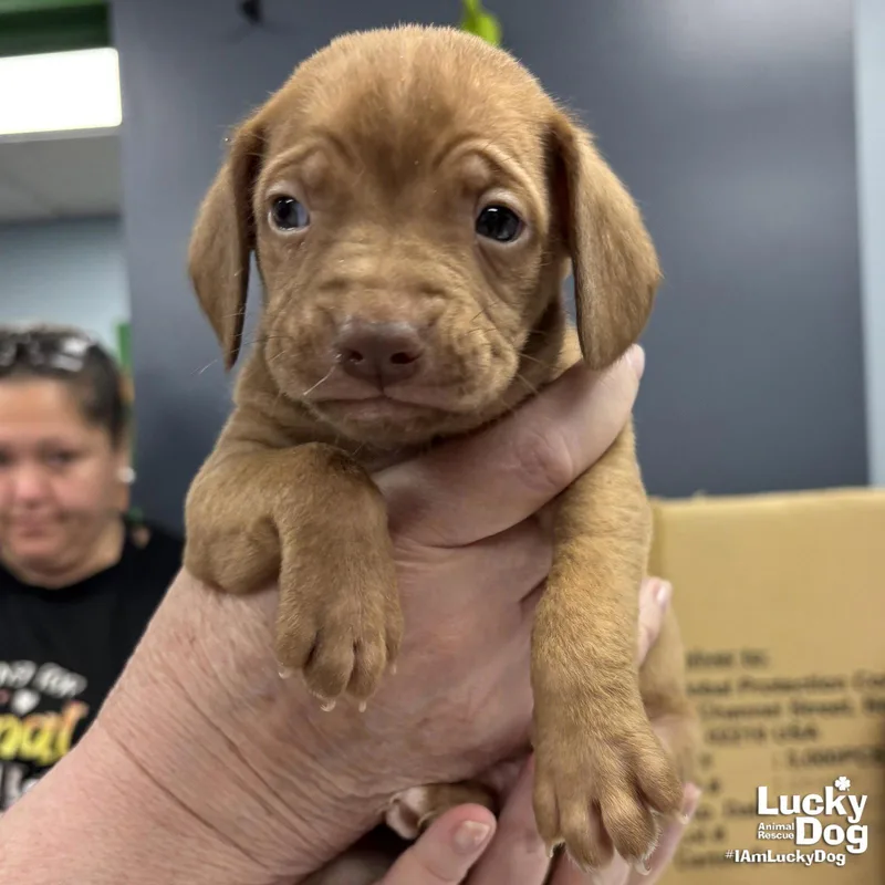 A baby medium-sized male Retriever dog named Chief for adoption in Washington, DC