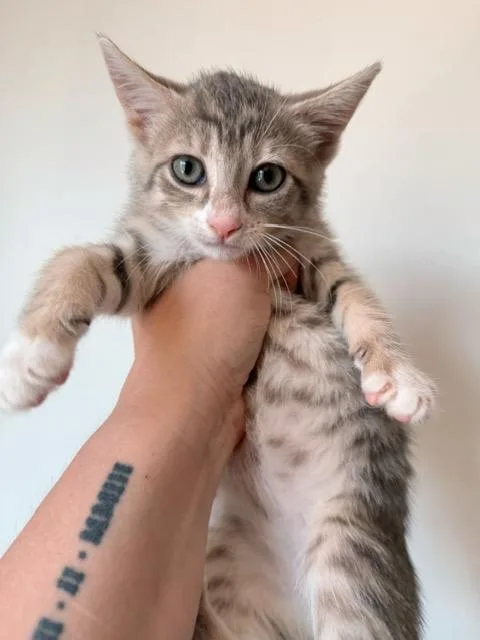 A baby medium-sized female Tabby (Gray / Blue / Silver) Tabby cat named Effie  bonded with for adoption in Philadelphia, PA