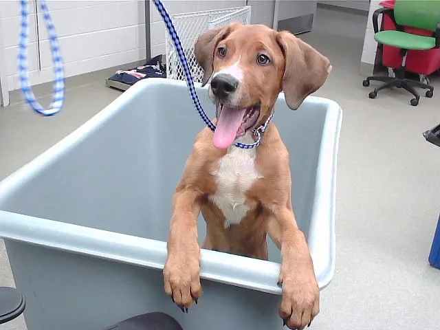 A baby small-sized male Redbone Coonhound dog named Hummus for adoption in Omaha, NE