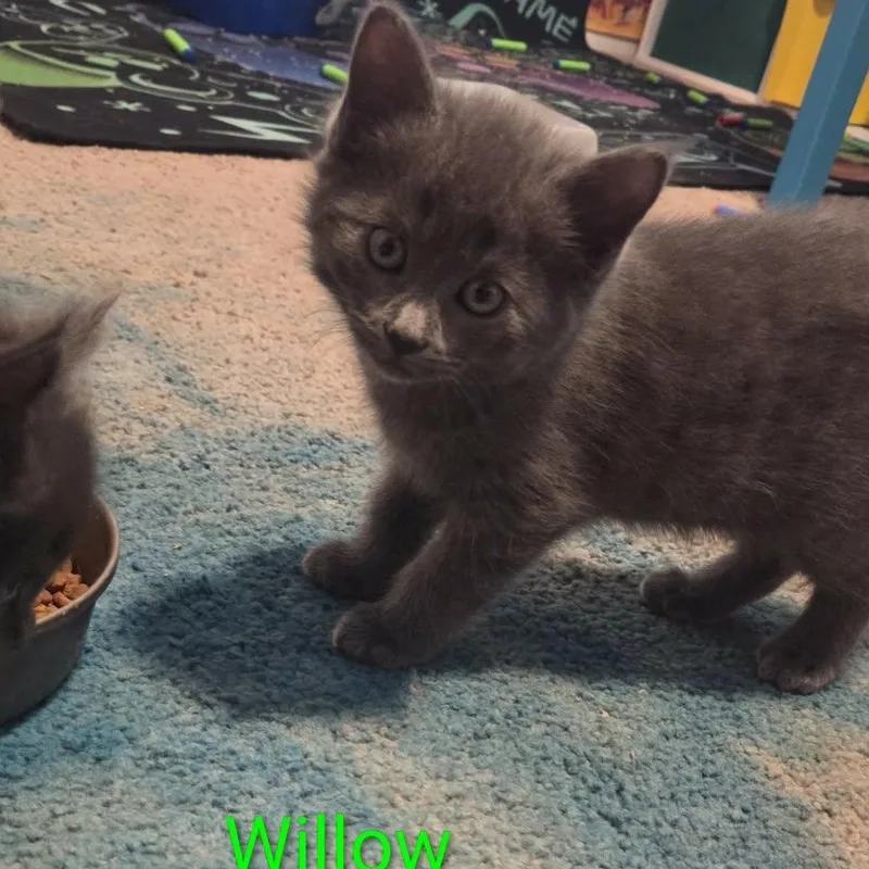 A baby small-sized female Gray / Blue / Silver Domestic Short Hair cat named Willow for adoption in Kent, OH