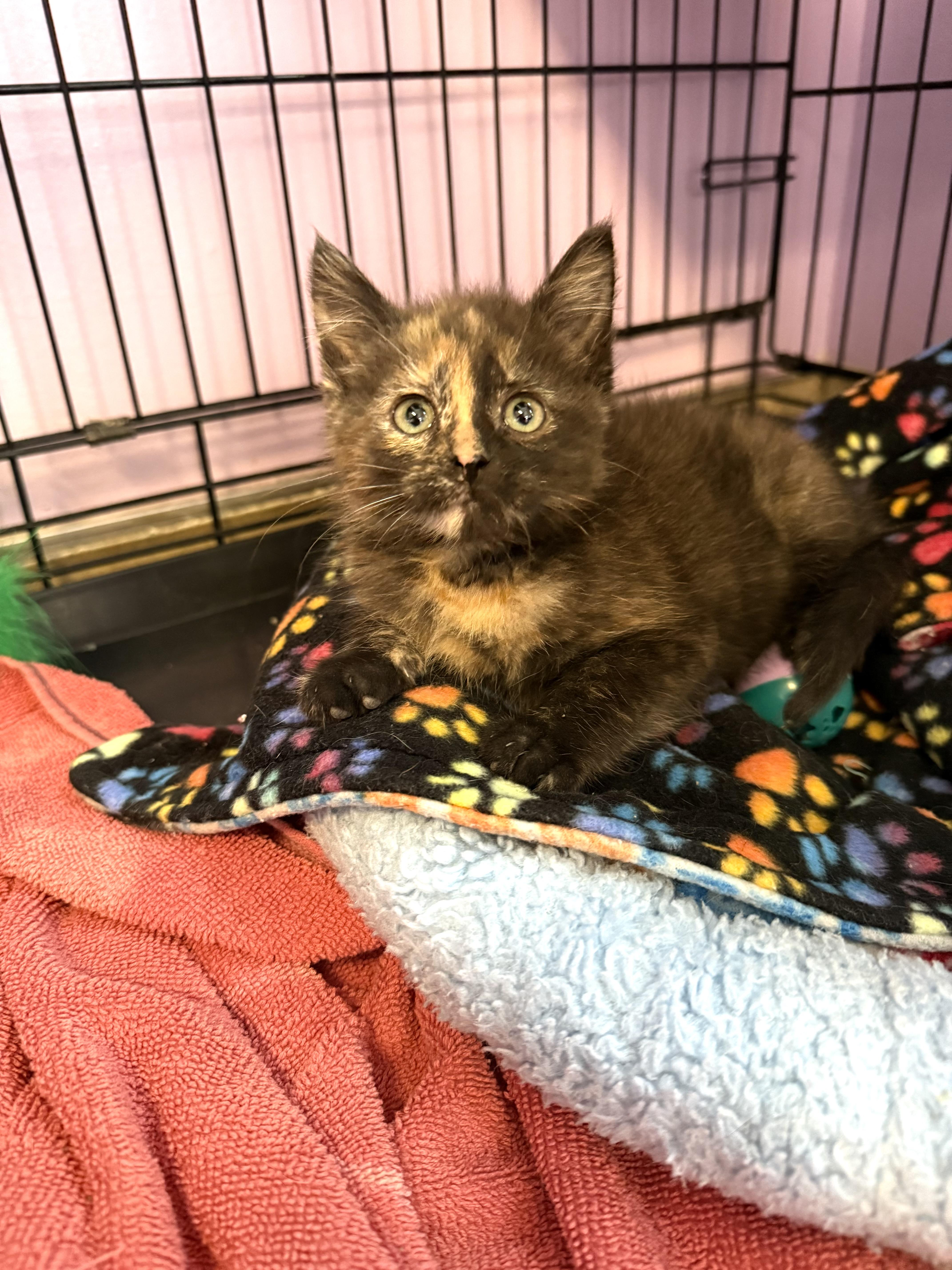 A baby medium-sized female Tortoiseshell Domestic Short Hair cat named Marigold for adoption in Reynoldsburg, OH