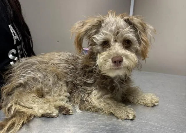 A young small-sized female Maltese dog named Capri for adoption in Redlands, CA