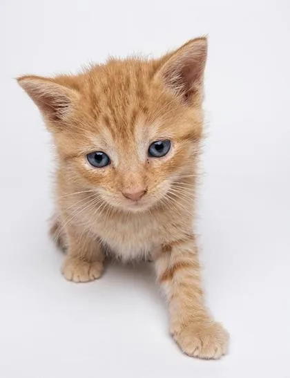 A baby medium-sized male Orange / Red Domestic Short Hair cat named Pacey for adoption in Bedford, IN
