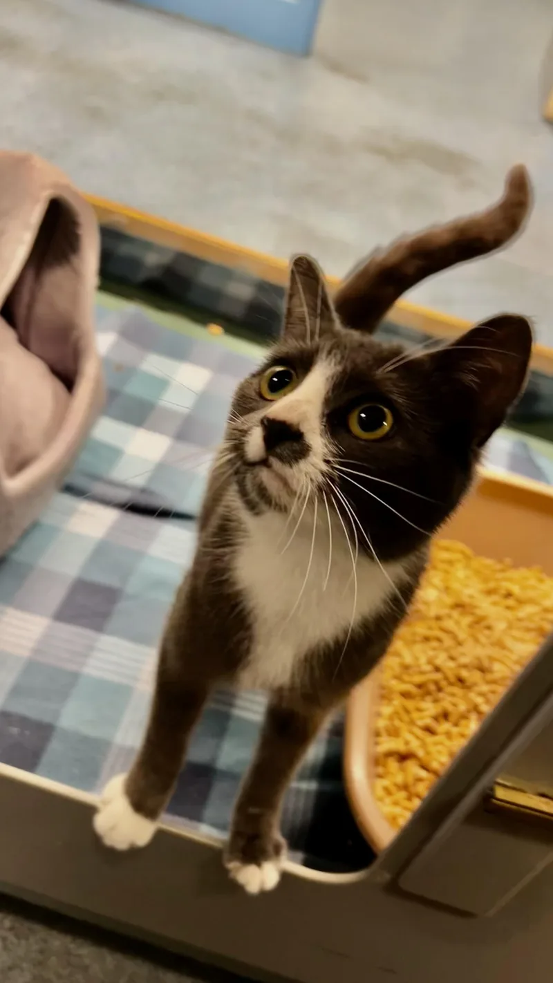 Suki