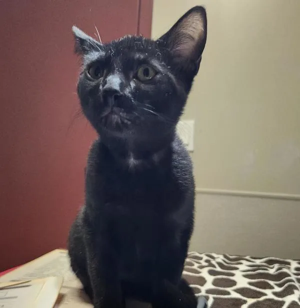A baby medium-sized male Domestic Short Hair cat named Toothless for adoption in Dublin, CA