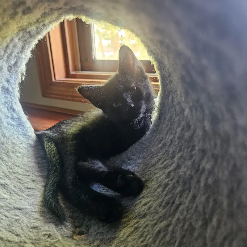 A baby medium-sized female Domestic Short Hair cat named Stormy for adoption in Manhattan, KS