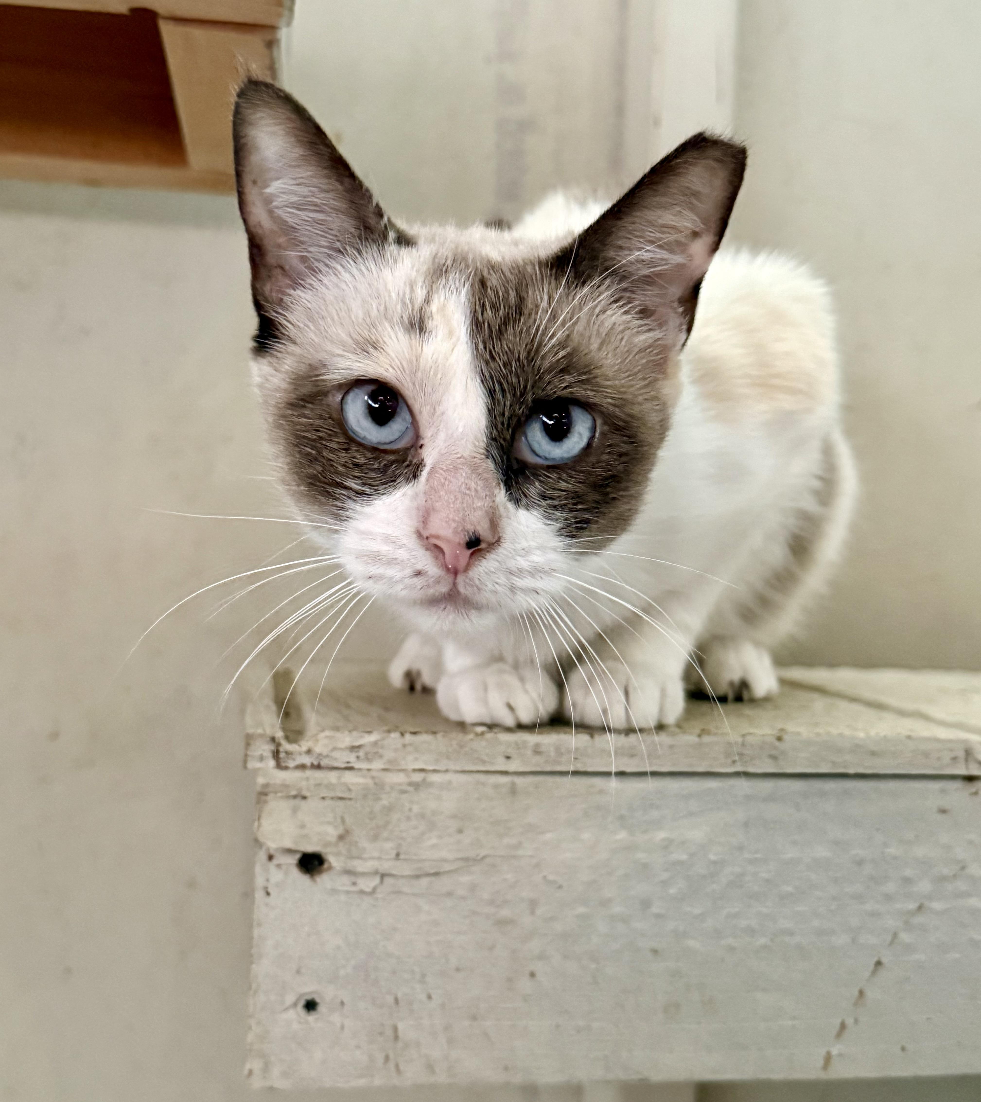 An adult medium-sized female Dilute Calico Domestic Short Hair cat named Willadean for adoption in Marana, AZ