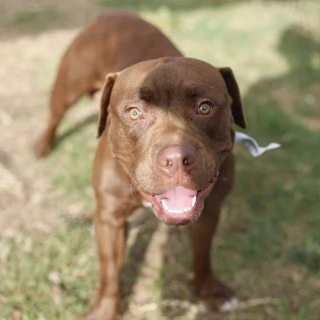 A young medium-sized male American Staffordshire Terrier dog named Benson for adoption in San Antonio, TX