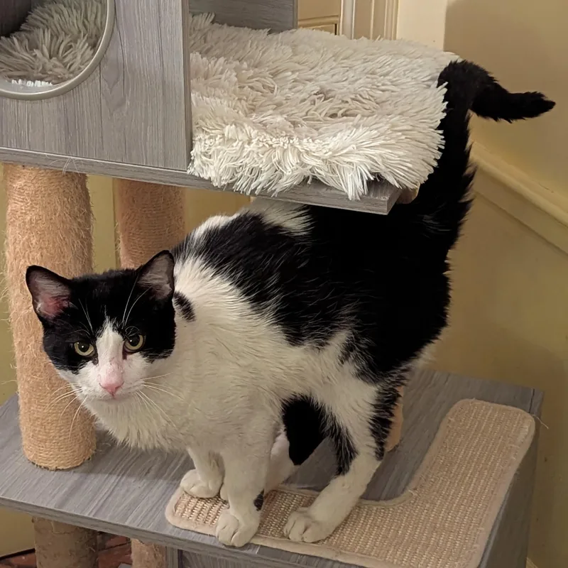 Gentle Jupiter thumbnail 4