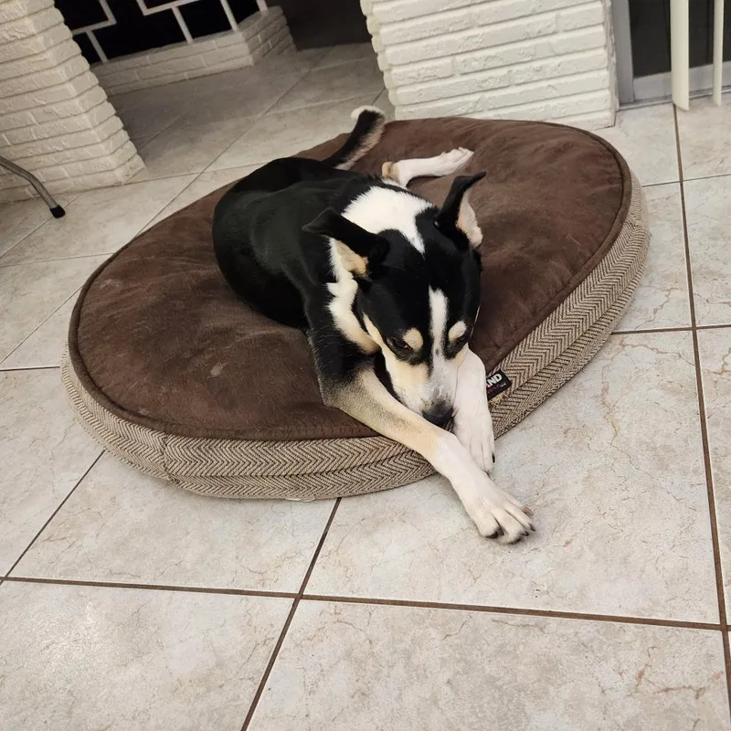 An adult medium-sized female Black Boxer dog named Cait for adoption in West Palm Beach, FL