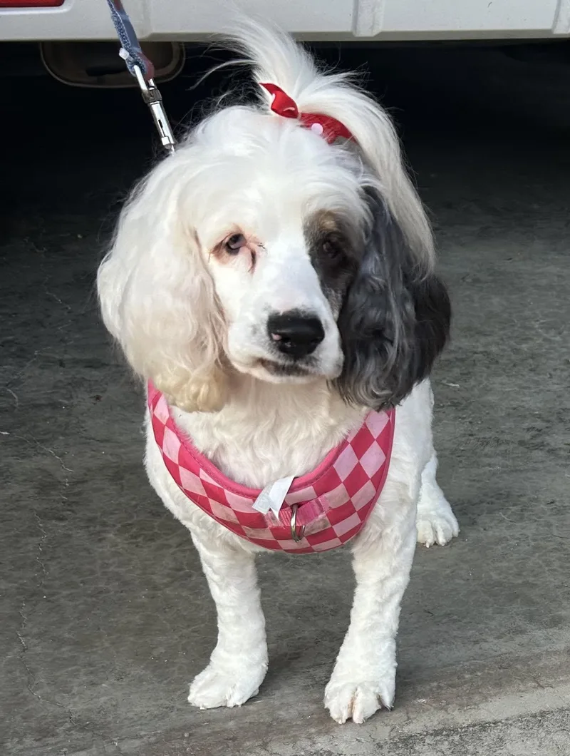 An adult small-sized female Cocker Spaniel dog named Cruella for adoption in Anniston, AL