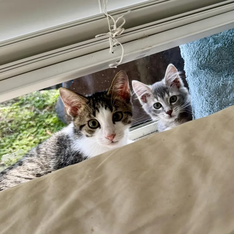 A baby small-sized female Domestic Medium Hair cat named Sputnik for adoption in Titusville, FL