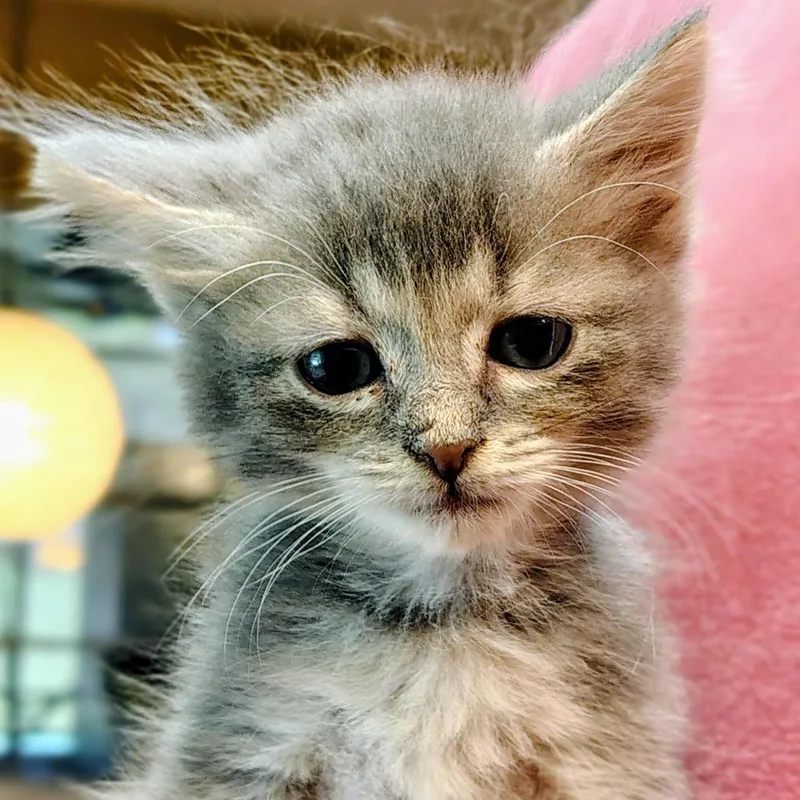 Sputnik thumbnail 4