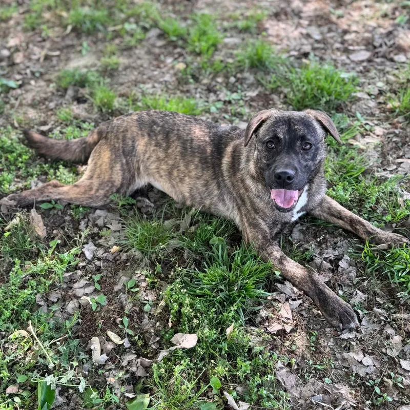 A baby medium-sized female Brindle Mountain Cur dog named Tori for adoption in Brownsboro, AL