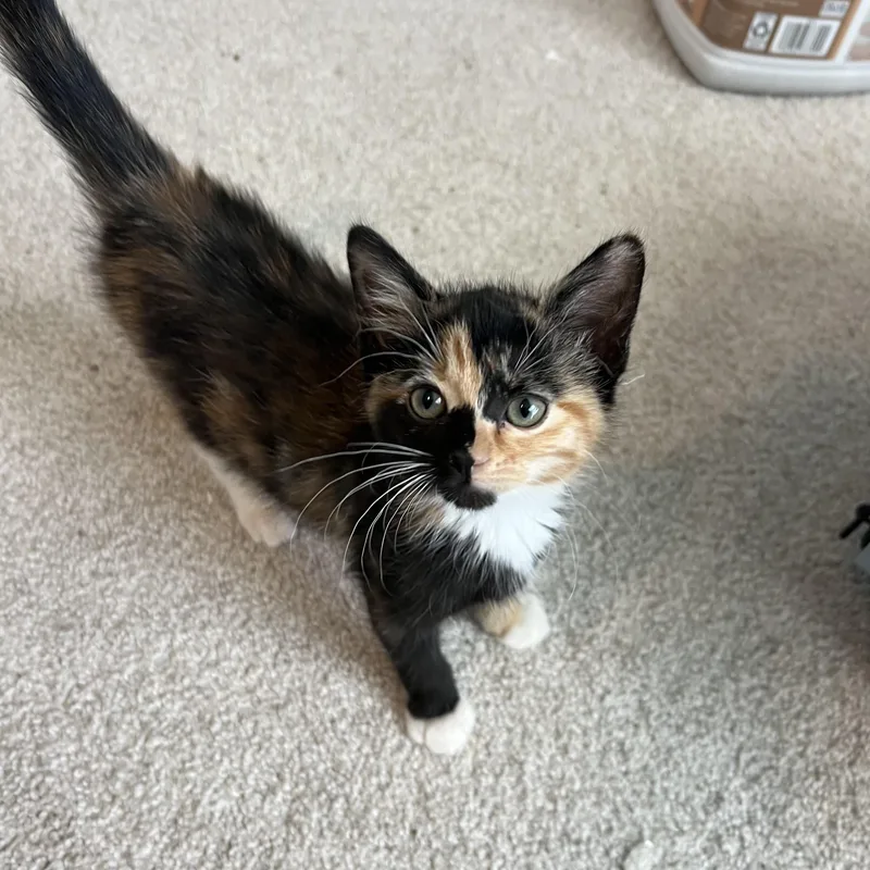 A baby small-sized female Calico cat named Wonder Woman for adoption in Bentonville, AR