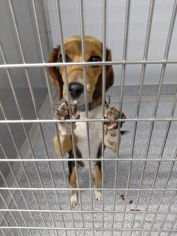 An adult small-sized female Beagle dog named Jelly Bean for adoption in bellefontaine, OH